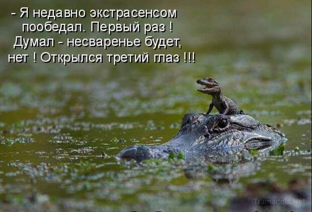 Летняя подборка Котоматриц 2010 - Выпуск 18