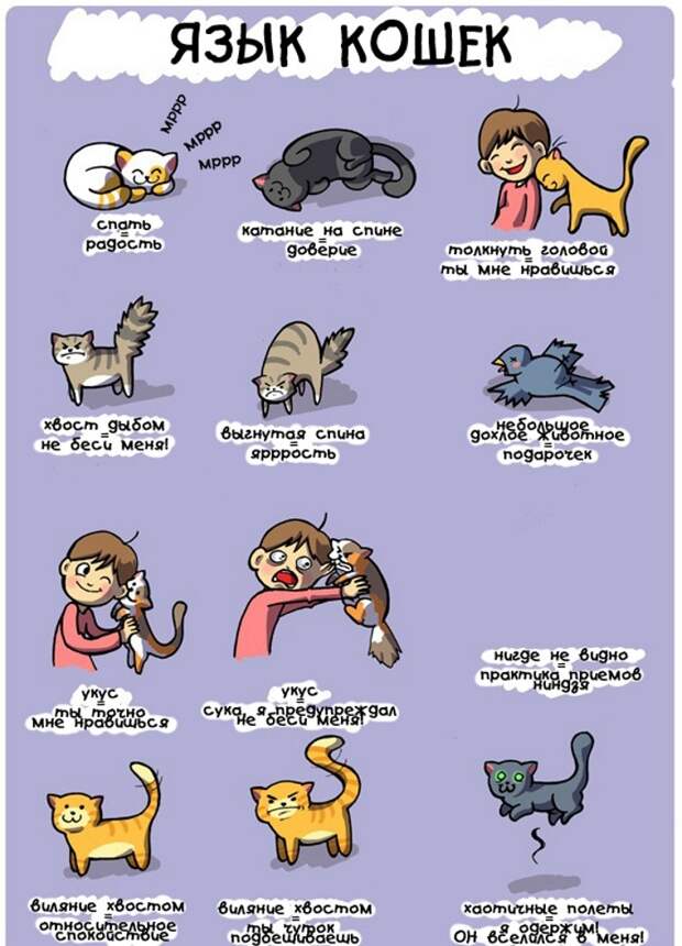 язык кошек