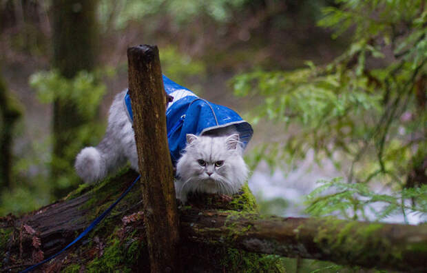 gandalf-cat-travelling-the-world-5