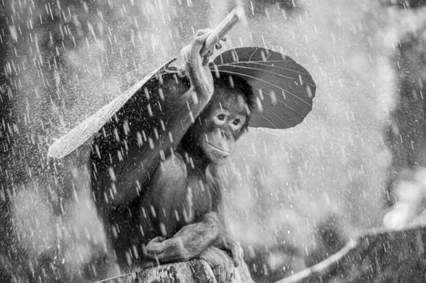 Фото: Nicolas Andrew Suryono Фото: Nicolas Andrew Suryono