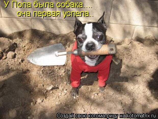 Подборка прикольных котоматриц