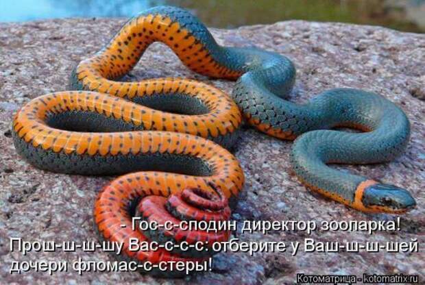 Котоматрицы (картинки с подписями)