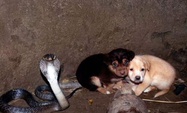 Два щенка упали в яму с королевской коброй: змея охраняла их сутки и ждала людей