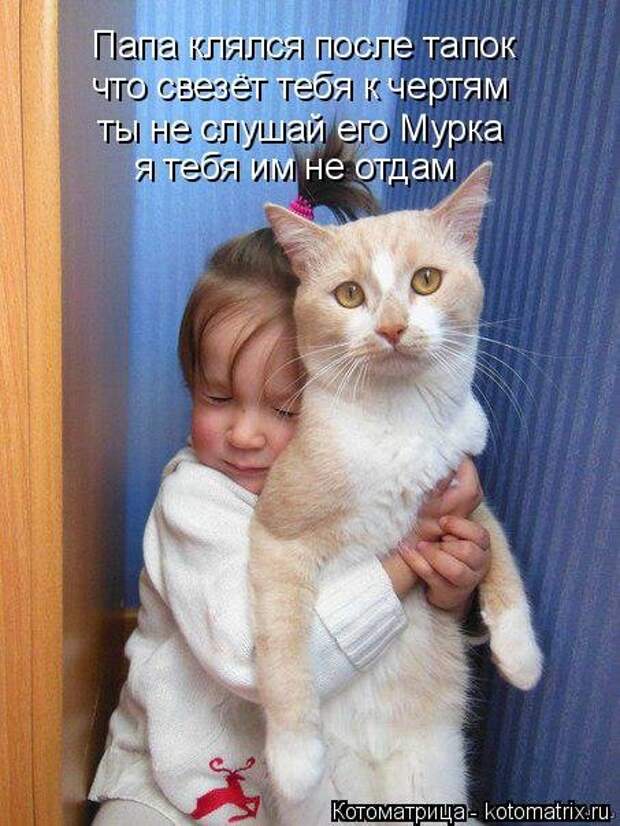 Новая котоматрица на Бугаге (33 фото)