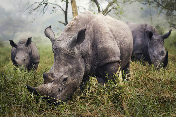 Пасущиеся редкие белые носороги