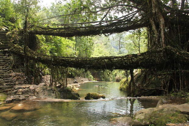 Двухъярусный мост из живых корней деревьев в деревне Нонгриат, штат Мегхалая, Индия