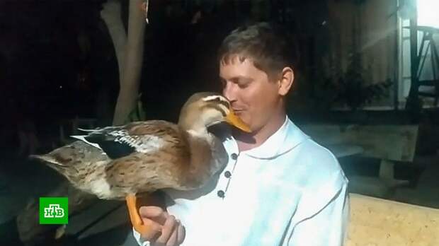 Вернувшихся из Вьетнама в Россию туристов разлучили с любимой уткой Бориславой