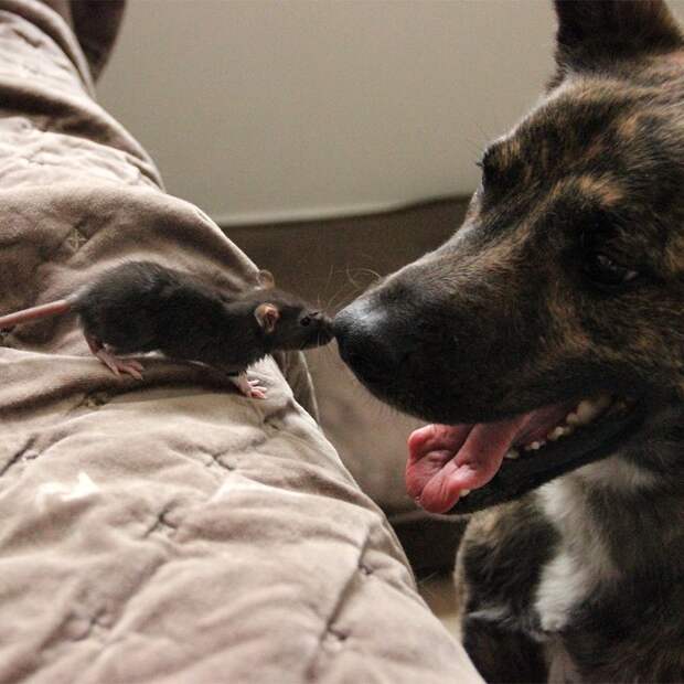 animal-friends-rat-dog-osiris-riff-7
