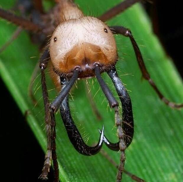 Армейские муравьи — создают практически любую мыслимую структуру, цепляясь друг за друга и образуя защитные стены от непогоды, мосты для преодоления препятствий, что угодно муравьи, насекомые, опасные, страшные, фауна