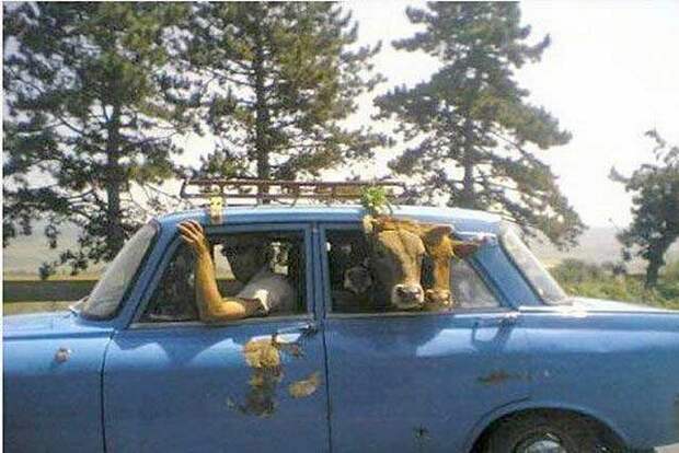 Такое может быть только в России (65 фото)