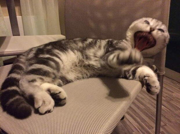 Забавные коты. часть 14 (30 фото)