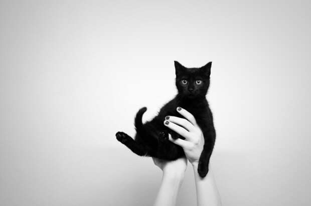 25 маленьких котят, которые согреют ваше сердце!