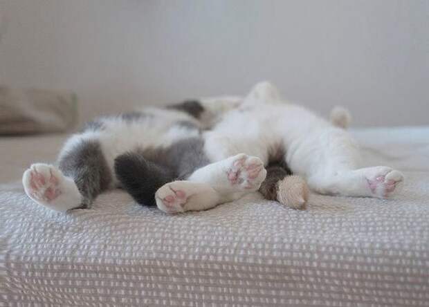 Коты и кошки, которые могут заснуть где угодно