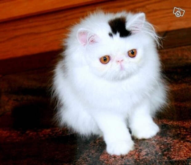 Котик, который всегда в шляпке