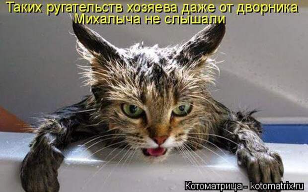 Лучшие котоматрицы недели