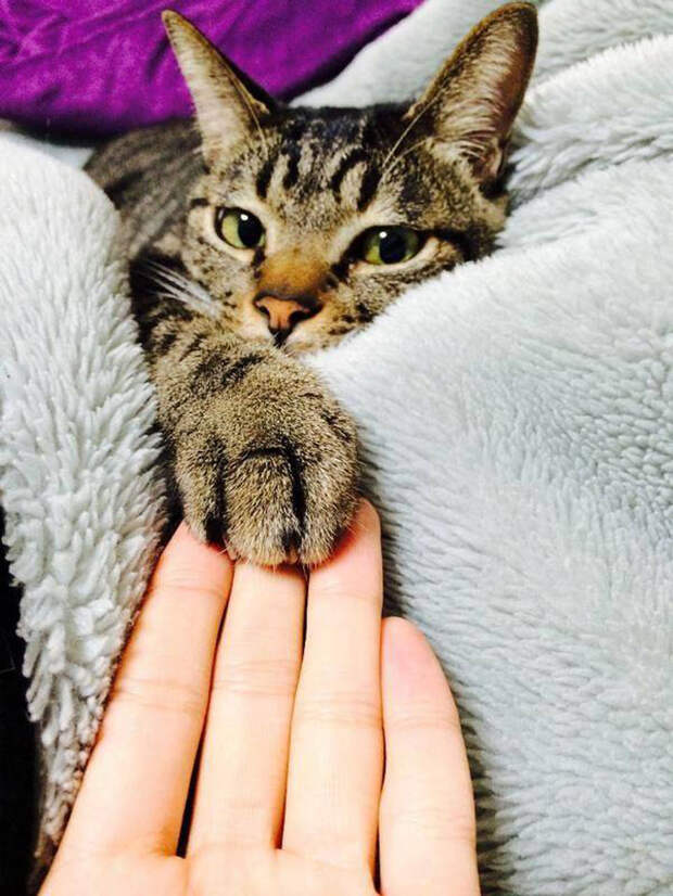 кошачьи лапы