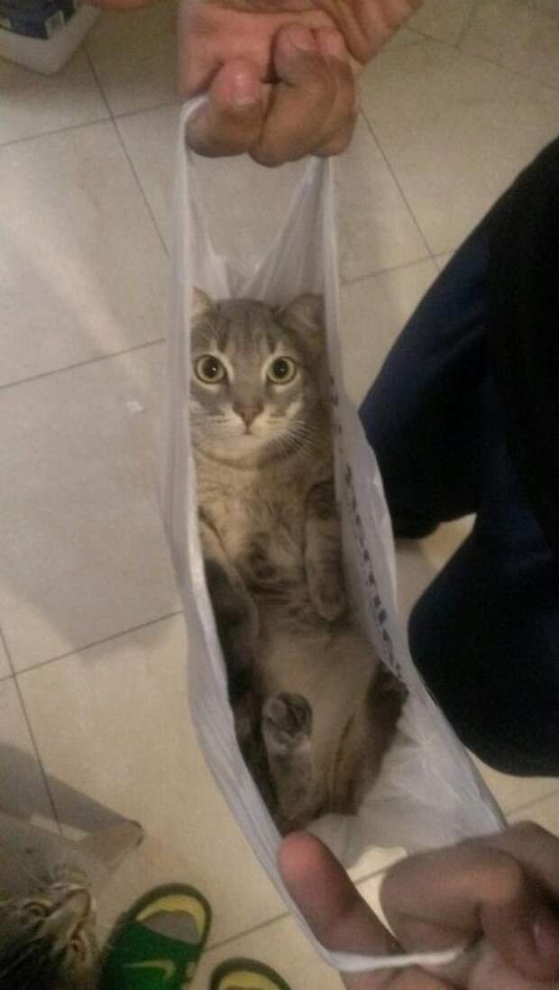 Кошки в упаковке