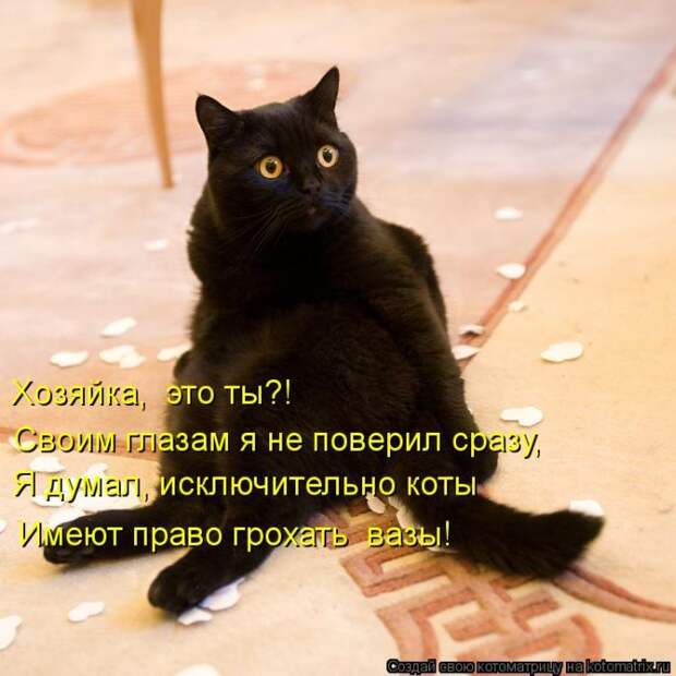Лучшие котоматрицы недели Лучшие котоматрицы недели