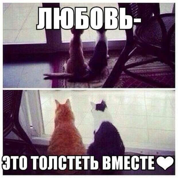 Смешные картинки с подписями катинки, прикол, юмор