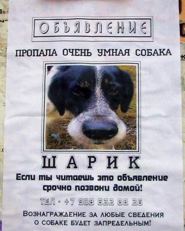 Забавные объявления о пропаже домашних животных (25 фото) 