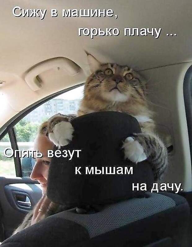 Коты в марте котируются! Немного мурлычного юмора))