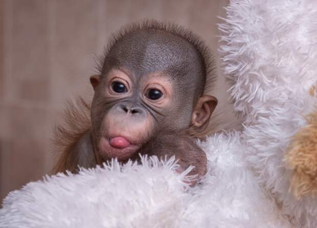 Новорождённому орангутану из Новосибирска спас жизнь человеческий нейрохирург животные, новосибирск, орангутан, спасение жизни
