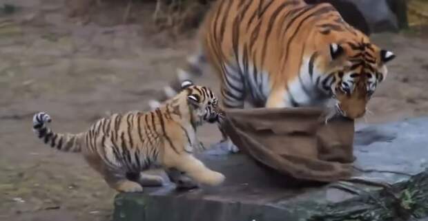 Забавный тигренок Тигри, видео, забавно, играет, кошки, тигр, тигренок