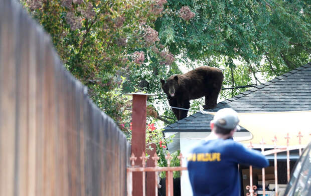 Медведь забрался на крышу дома в Пасадене