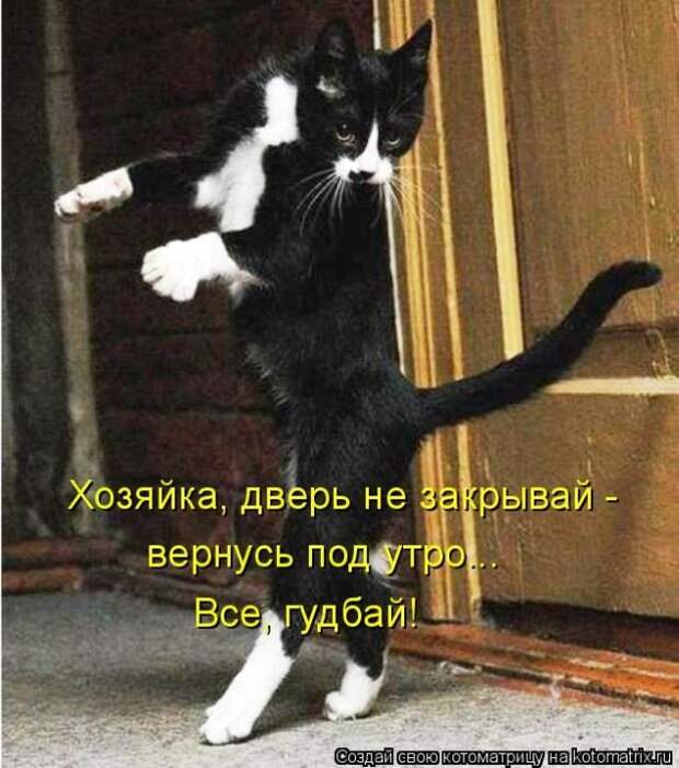 Лучшие котоматрицы недели