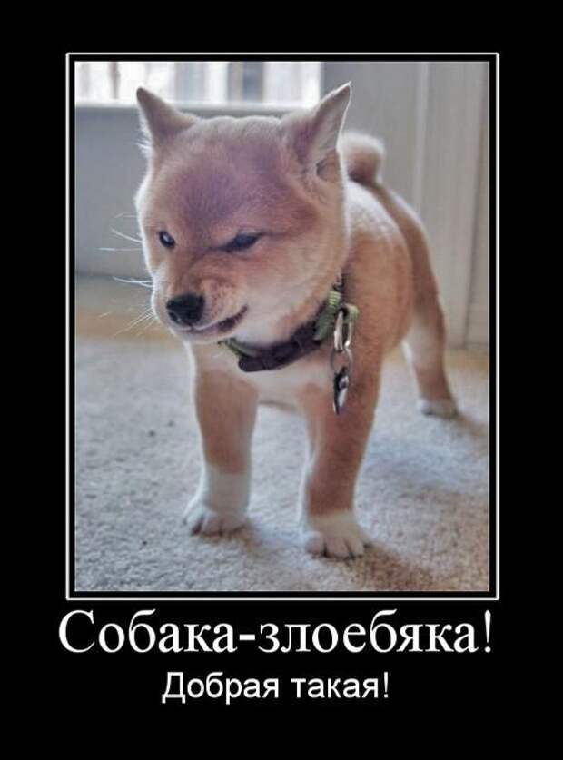 Демотиваторы (133 картинки)