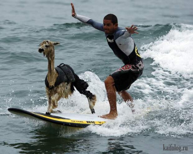 Необычные домашние животные (55 фото) Необычные домашние животные (55 фото)