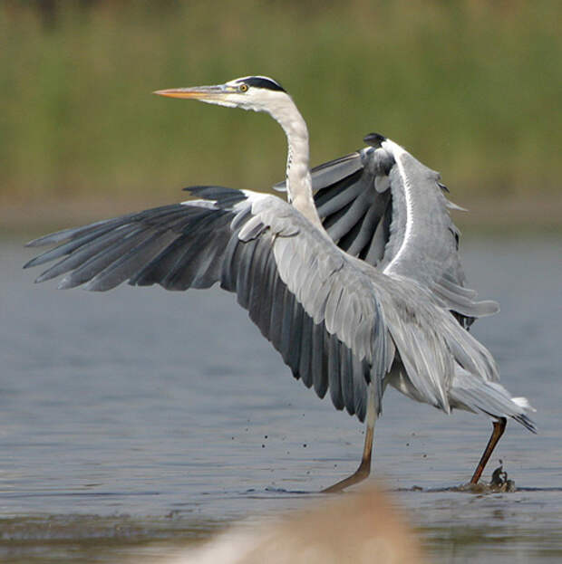 http://www.lensmena.ru/wp-content/uploads/2012/08/art5659_0.jpg