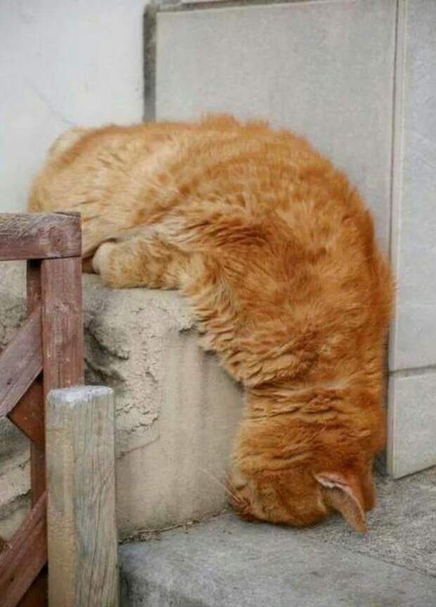 Кошка спит