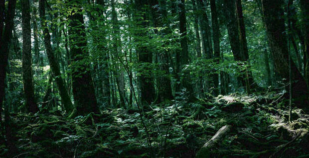 Семь самых страшных лесов планеты creepyforests04 Семь самых страшных лесов планеты