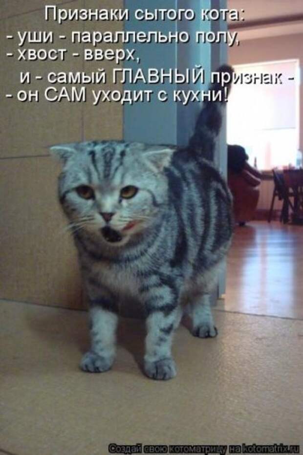 Котоматрица 26