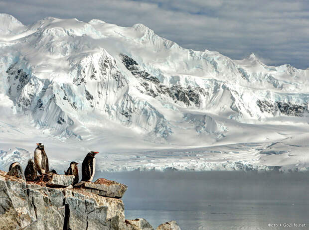 Папуанские пингвины в Антарктиде