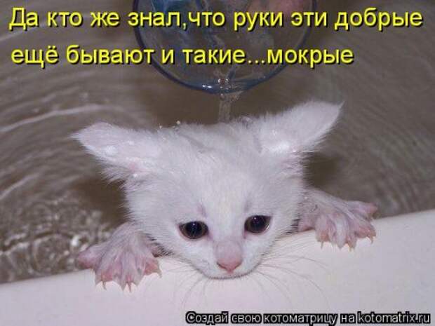 Новая котоматрица для всех (33 фото)