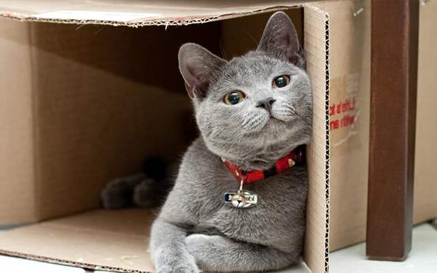 Кошка при переезде
