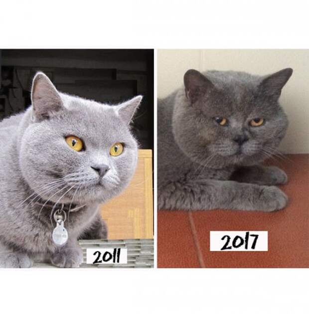 Сочинский кот вернулся домой спустя 6 лет