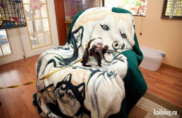 Необычные домашние животные (55 фото) Необычные домашние животные (55 фото)