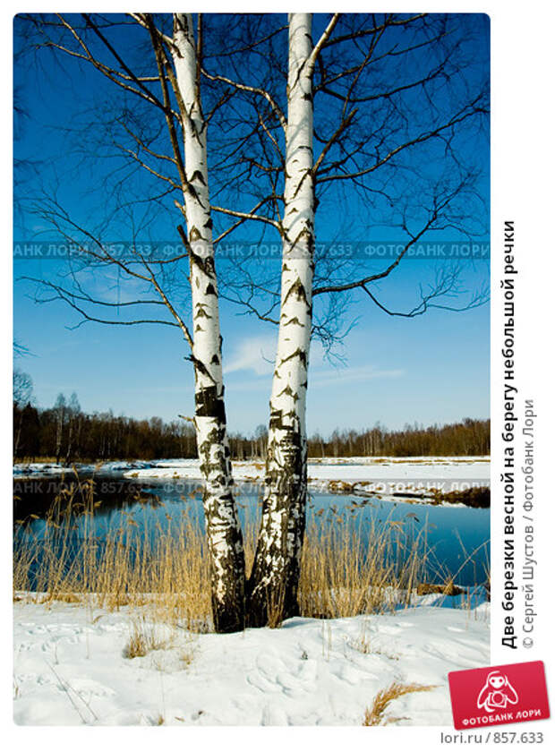 Две березы две березы а судьба. Две березы две березы а судьба. Деревья россии береза. Берёзовая роща 1885-1889 исаак левитан. Две березки.