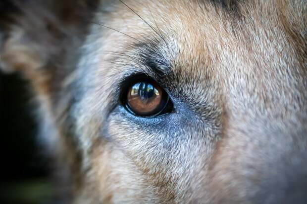 Собаке лучше смотреть в глаза/Pixabay