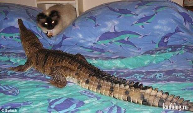 Необычные домашние животные (55 фото) Необычные домашние животные (55 фото)