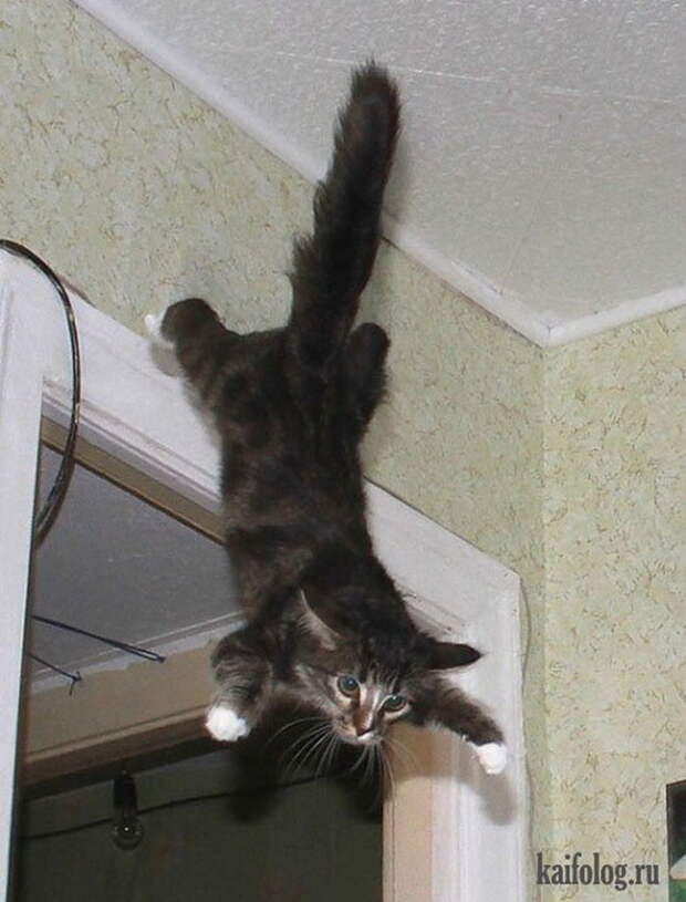 Прикольные коты (55 фото)