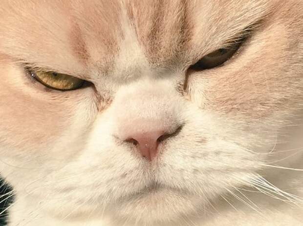 Grumpy Cat в японской версии (14 фото)