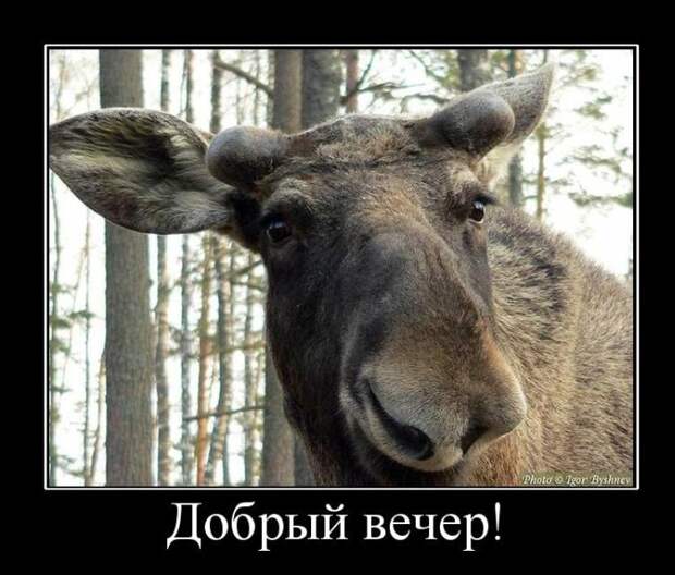 Демотиваторы (30 фото)