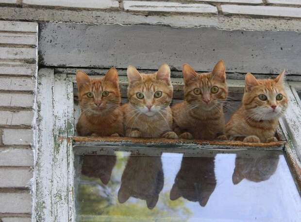 Котонаблюдение животные, прикол
