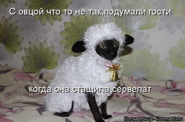 Свежая котоматрица (33 фото)