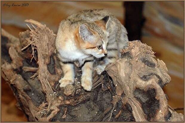 Барханный кот, или песчаный кот, или барханная кошка (лат. Felis margarita