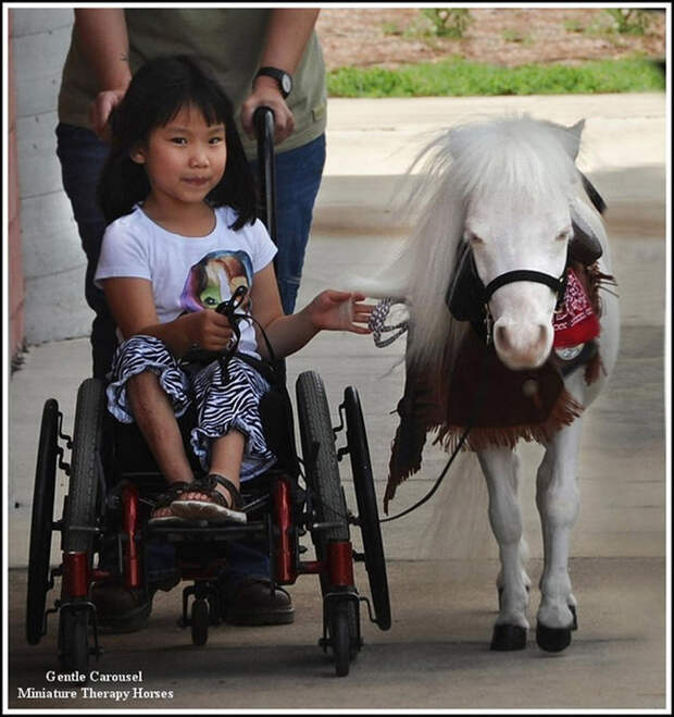 Miniature-therapy-horses-leading